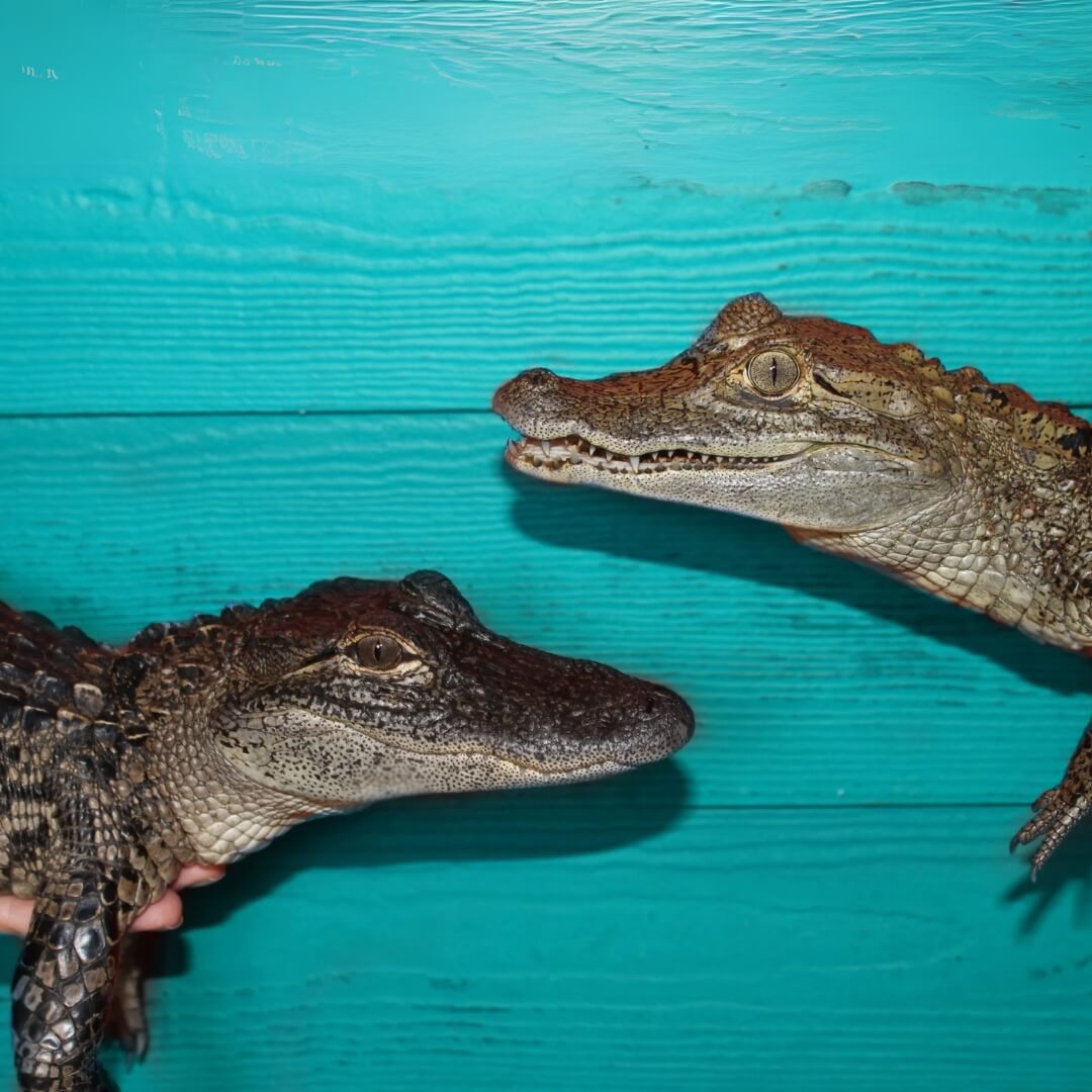 A young alligator and a caiman facing each other against a bright turquoise wooden background, with hands holding them for support.