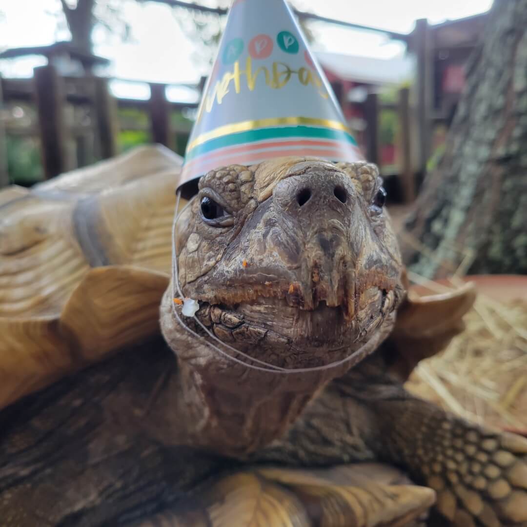 A close-up of a tortoise wearing a birthday hat