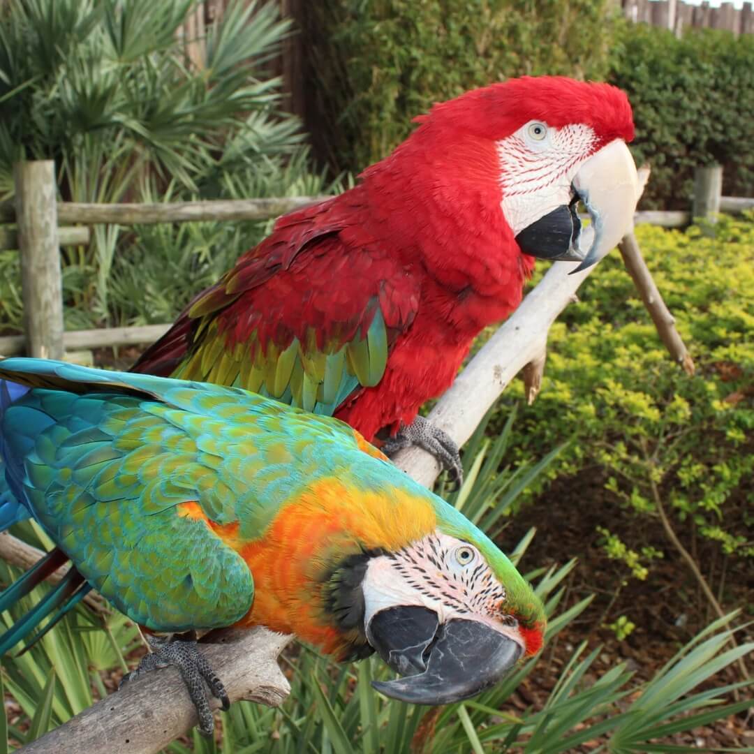A red macaw and a colorful blue-and-yellow macaw perched on a branch
