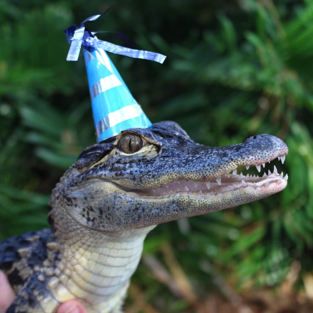 A young alligator wearing a blue party hat