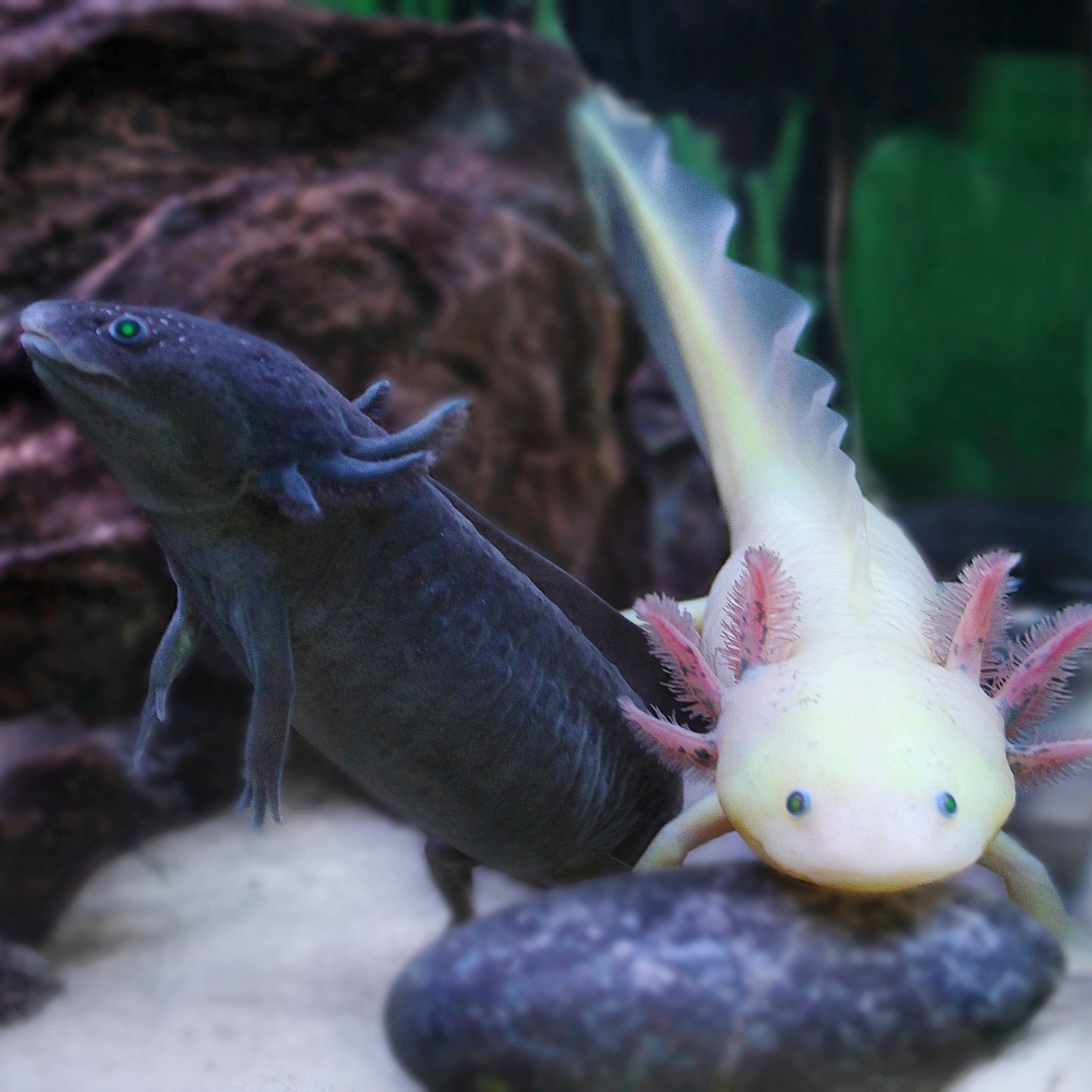 Two axolotls, one dark and one light, swimming together in an aquarium.
