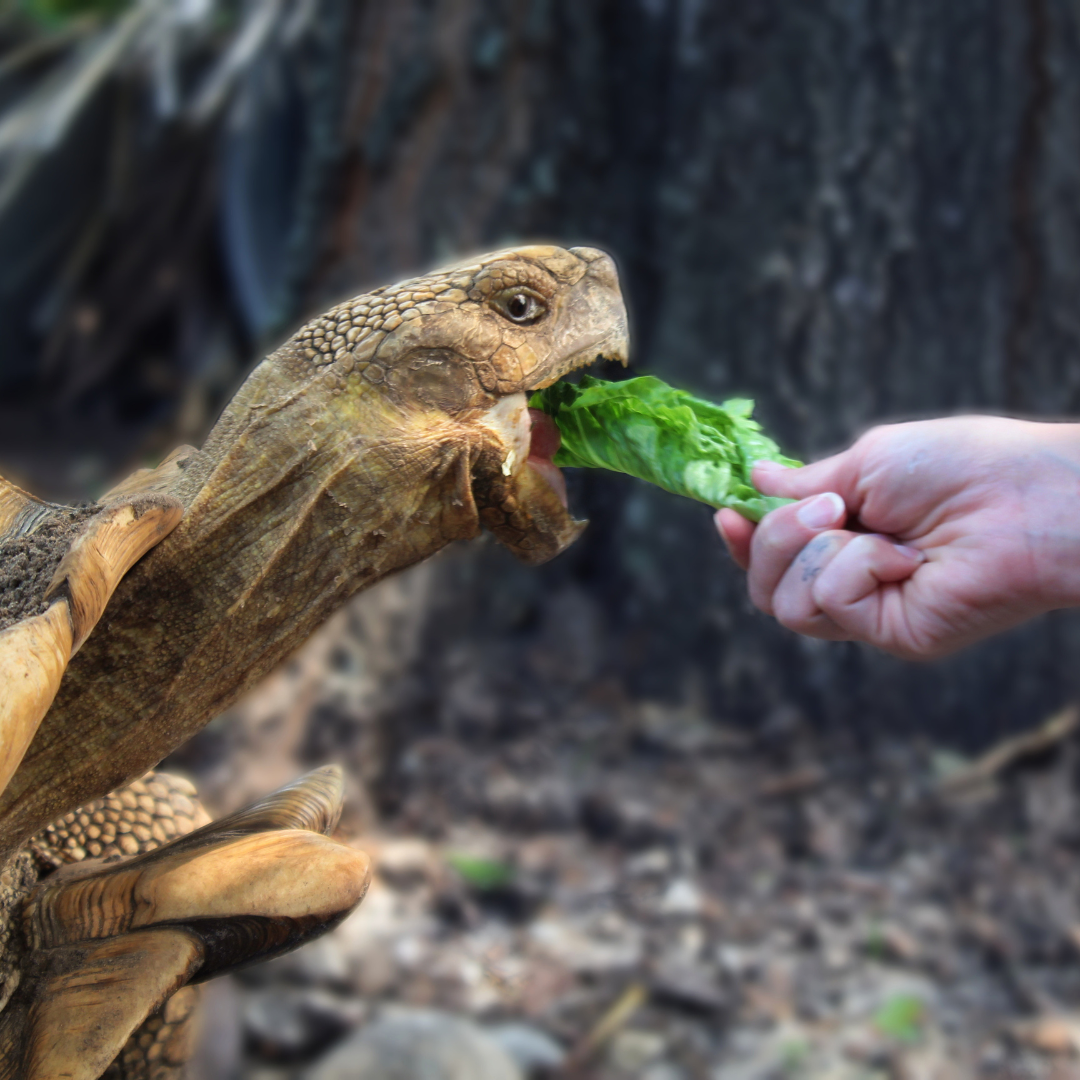 A tortoise being hand-fed a piece of lettuce, with its mouth wide open to take a bite.